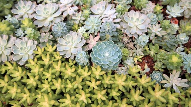 多肉植物の水耕栽培をもっと楽しくする4つのアイテム